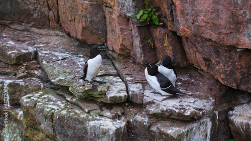 Razorbills enjoying a chat on a cliff ledge on Handa Island photo