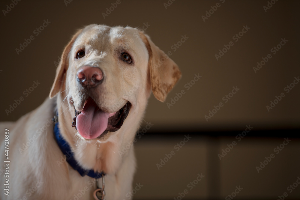 Close up Portrait of a brown - yellow labrador dog and looking away from the camera with toung out and isolated background. Close up Portrait of a brown - yellow labrador dog and looking away from the camera with toung out and isolated background.