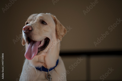 Close up Portrait of a brown - yellow labrador dog and looking away from the camera with toung out and isolated background.