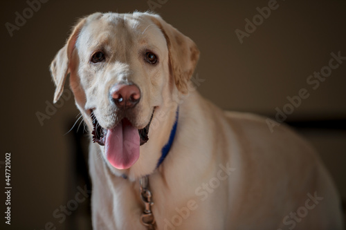 Close up Portrait of a brown - yellow labrador dog and looking Stright at the camera with toung out and isolated background.