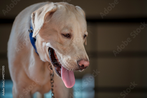Close up Portrait of a brown - yellow labrador dog and looking away from the camera with toung out and isolated background.