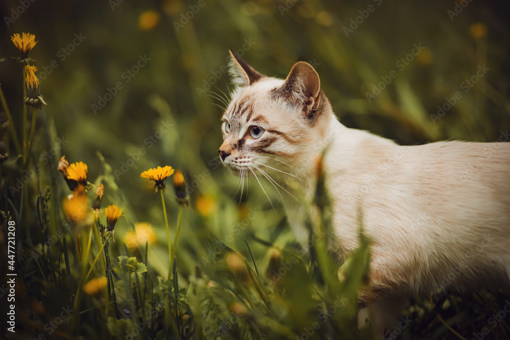 A cute tabby Thai kitten walks among the dark green grass and bright yellow dandelion flowers in the field. A pet and nature.