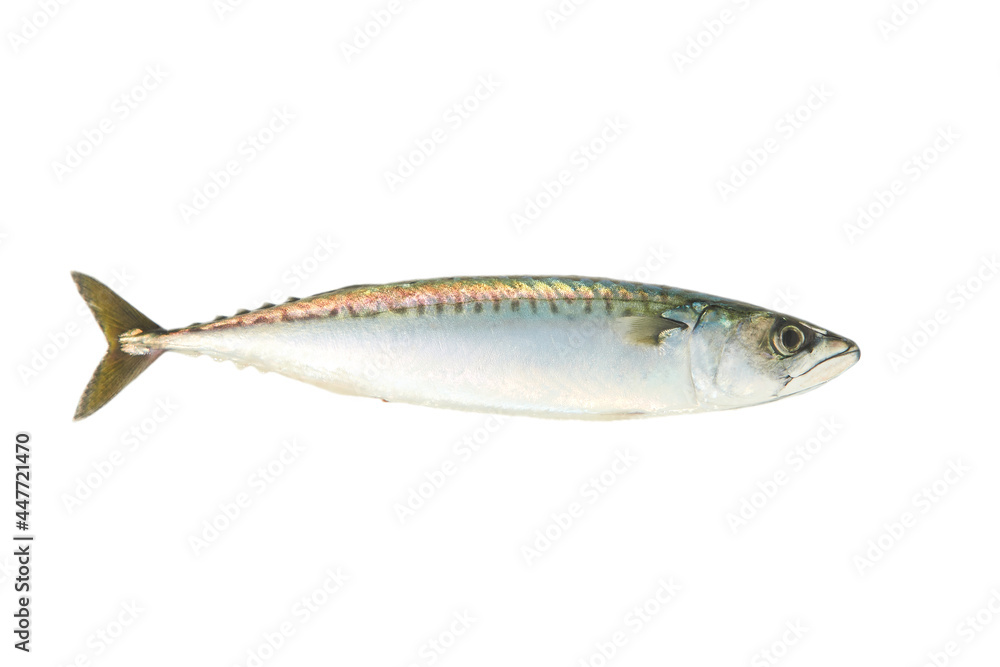 One fresh mackerel isolated on white background. Fish raw One fresh mackerel isolated on white background. Fish raw