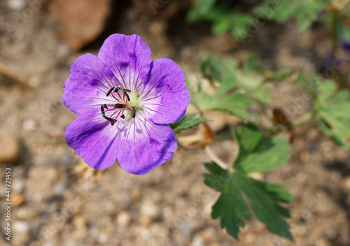 Cranesbill Geranium Rozanne, flat lay view on small blossom in a park. 