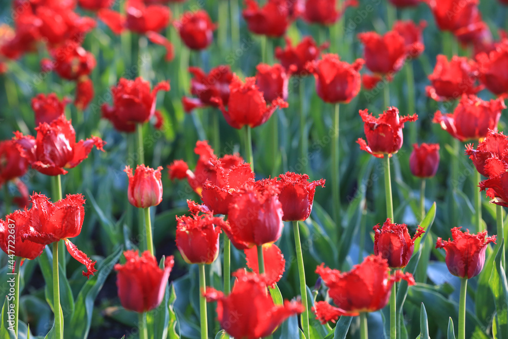 Fototapeta premium nice red tulips flowers