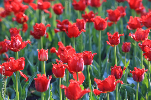 nice red tulips flowers
