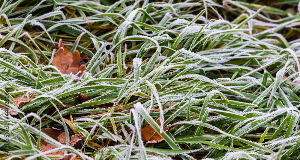 Frost covered green grass and dry leaves in the grass, autumn and winter background Frost covered green grass and dry leaves in the grass, autumn and winter background