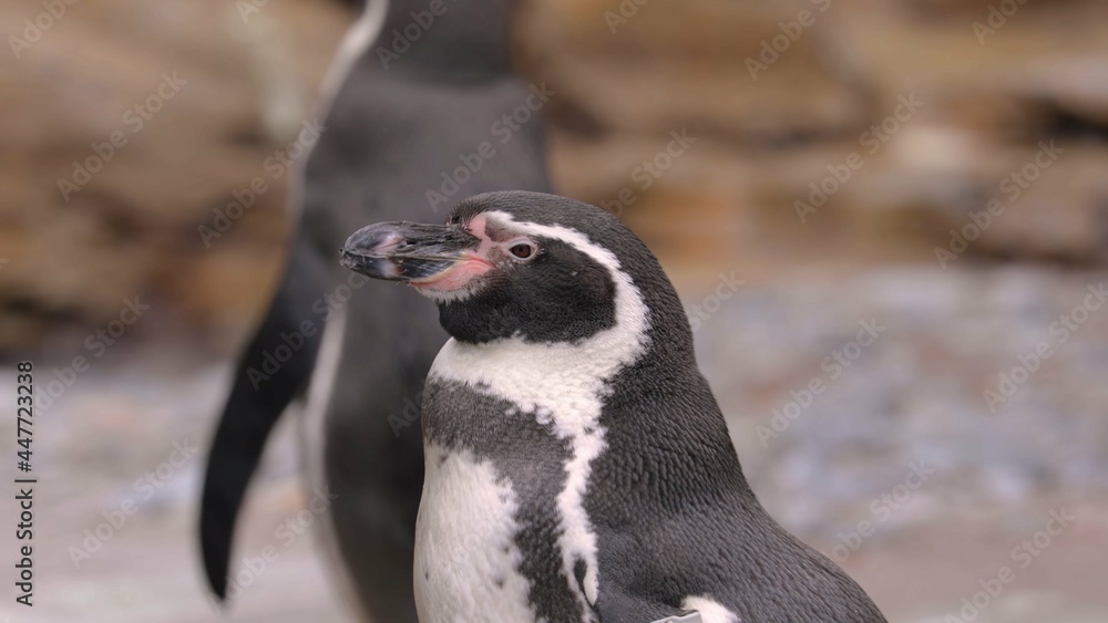 Naklejka premium penguins