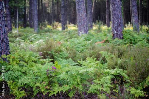 heather and ferns of the forests in the south west of France