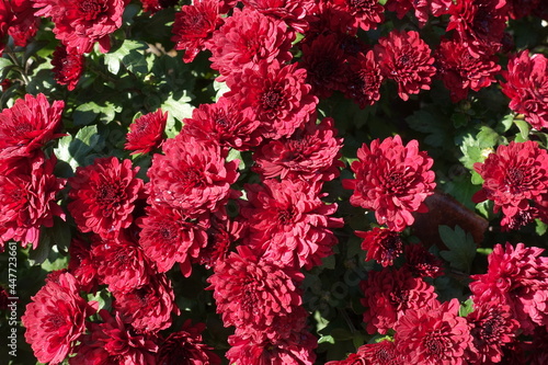 Large quantity of red flowers of Chrysanthemums in October