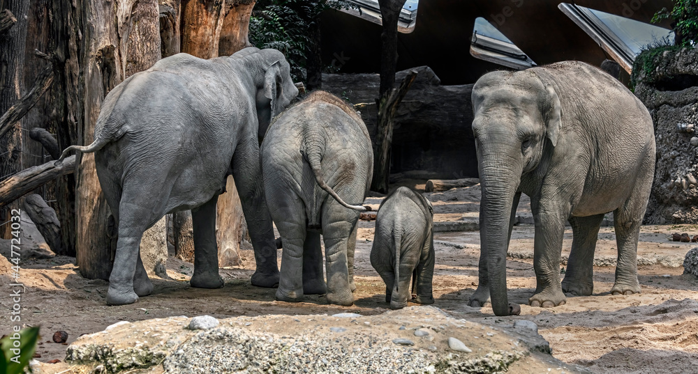 Asian elephant family in the enclosure. Latin name - Elephas maximus