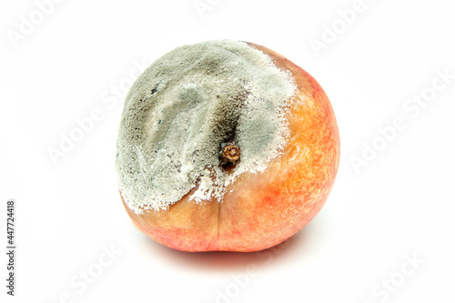A picture of a rotten nectarine. The shape is deformed and it is inedible. Isolated on white background. 