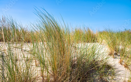 Sandd  nen  D  nengras  Postkarten Landschaft  Urlaubslandschaften an der  Ostsee  Insel Usedom