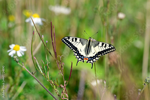 Schwalbenschwanz // yellow swallowtail (Papilio machaon) photo