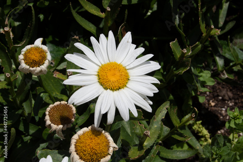 Flores de jardín, margarita blanca y amarilla en verano photo