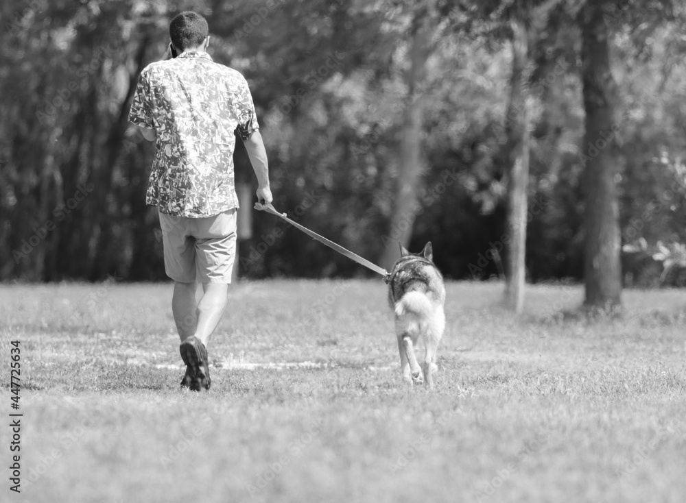 Obraz premium person with dog on a leash takes the animal for a walk in the park