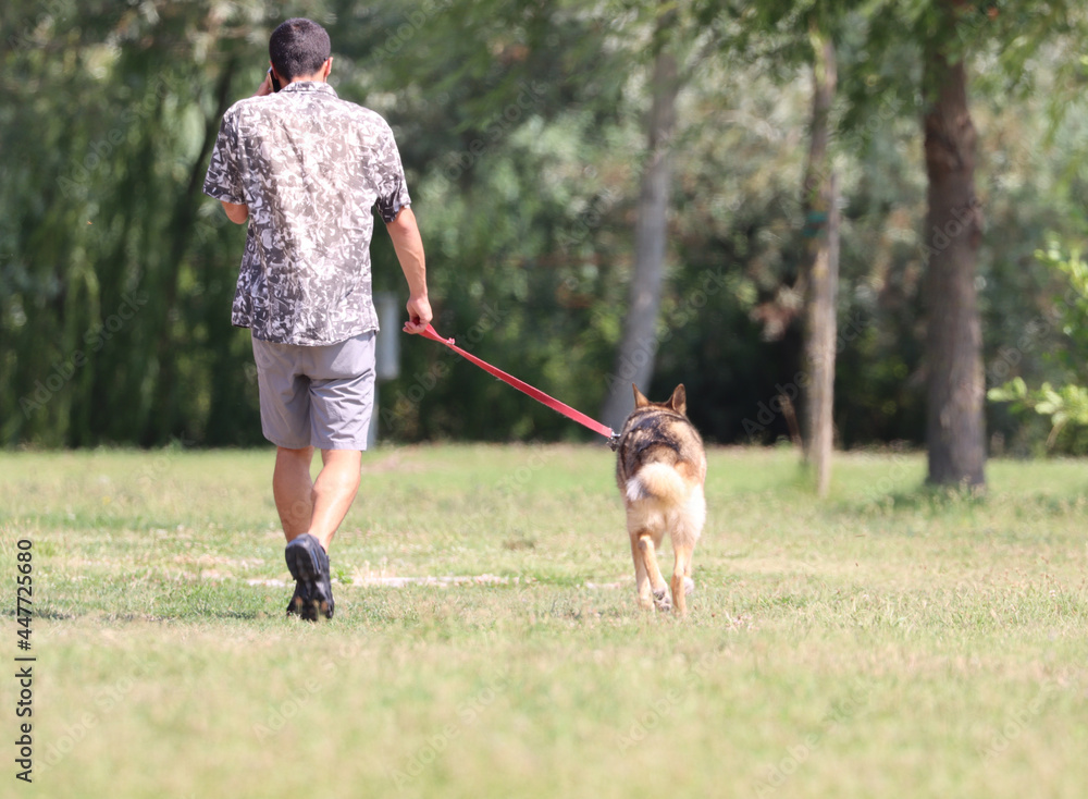 person with dog on a leash takes the animal for a walk in the park person with dog on a leash takes the animal for a walk in the park