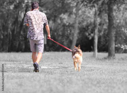person with dog on a leash takes the animal for a walk in the park