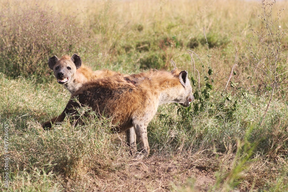 Fototapeta premium Beautiful Animals Game of Africa – Hyena
