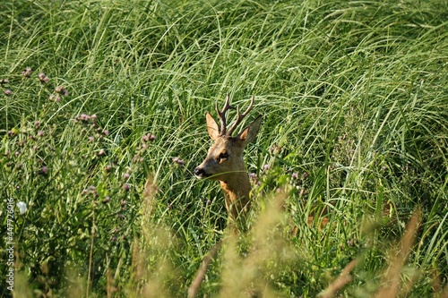 Fototapeta Naklejka Na Ścianę i Meble -  koziołek
