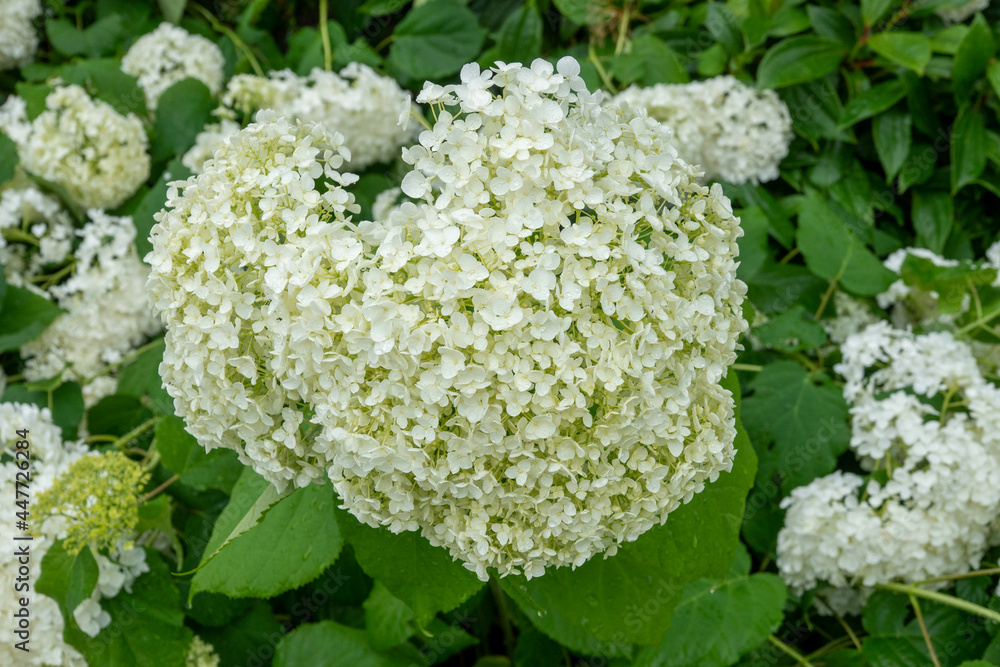 hydrangea arborsecens commonly known as smooth hydrangea wild hydrangea sevenbark or sheep flower hydrangea arborsecens commonly known as smooth hydrangea wild hydrangea sevenbark or sheep flower