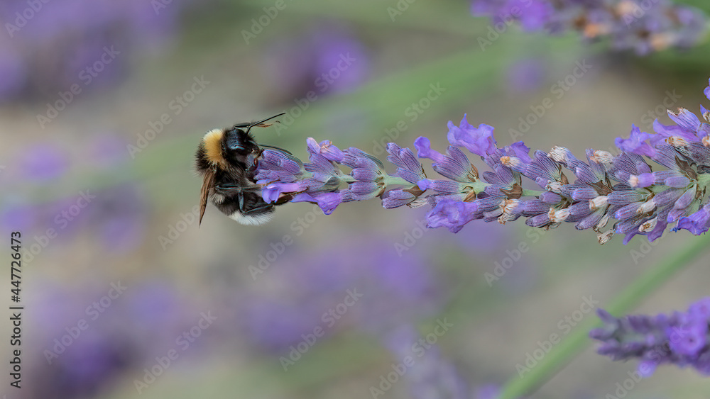 Taking care of our bees. Bumble bee pollinates lavender flower in a lavender field Taking care of our bees. Bumble bee pollinates lavender flower in a lavender field