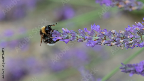 Taking care of our bees. Bumble bee pollinates lavender flower in a lavender field