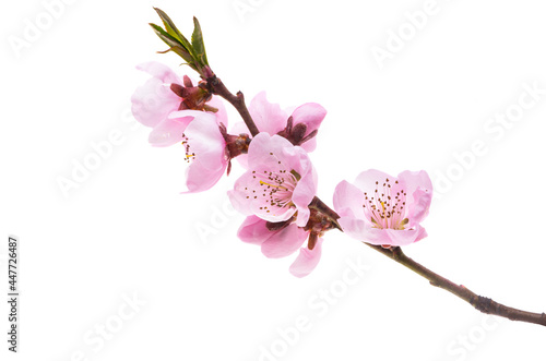 sakura flowers isolated