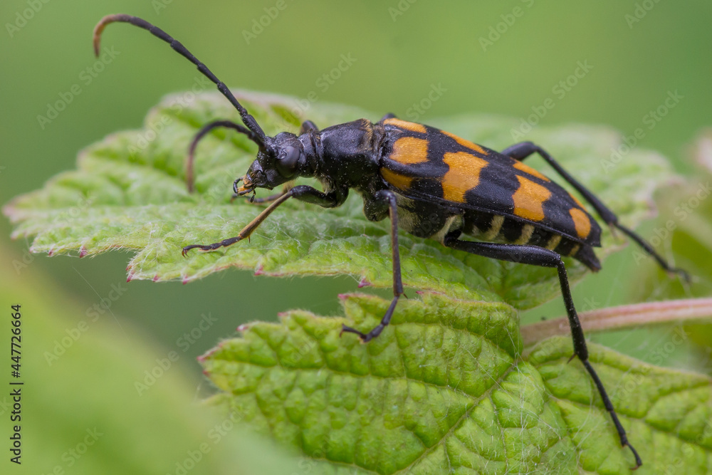 Naklejka premium Leptura quadrifasciata – Baldurek pręgowany
