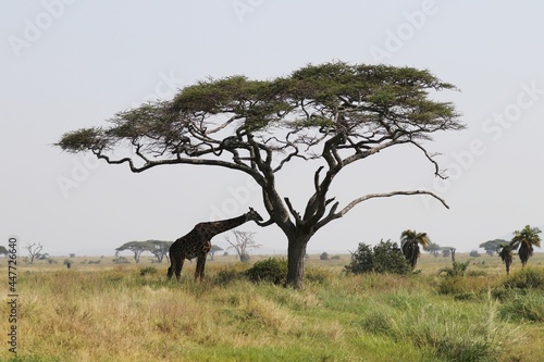 Beautiful Animals Game of Africa – Giraffe photo