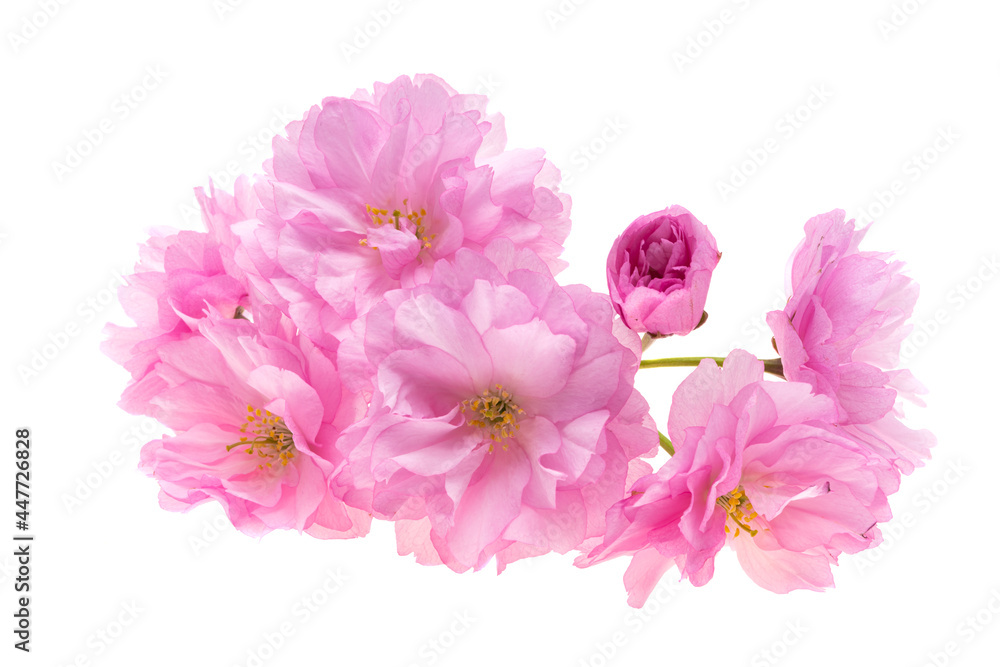 sakura flowers isolated sakura flowers isolated