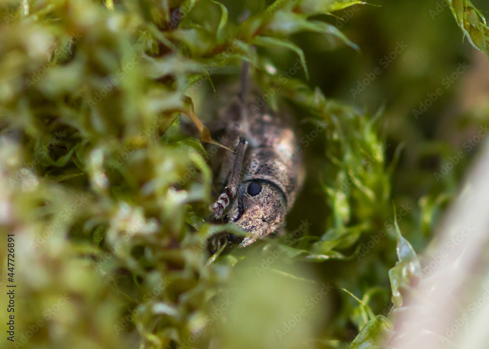 Fototapeta premium COLEOPTERA – CHRZĄSZCZE