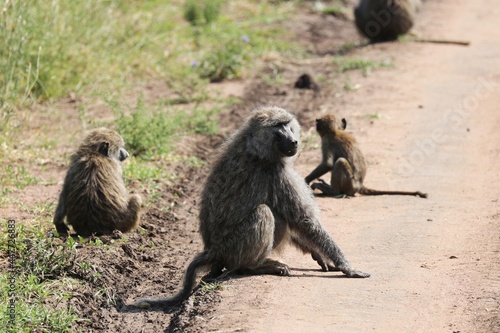 Beautiful Animals Game of Africa – Baboons