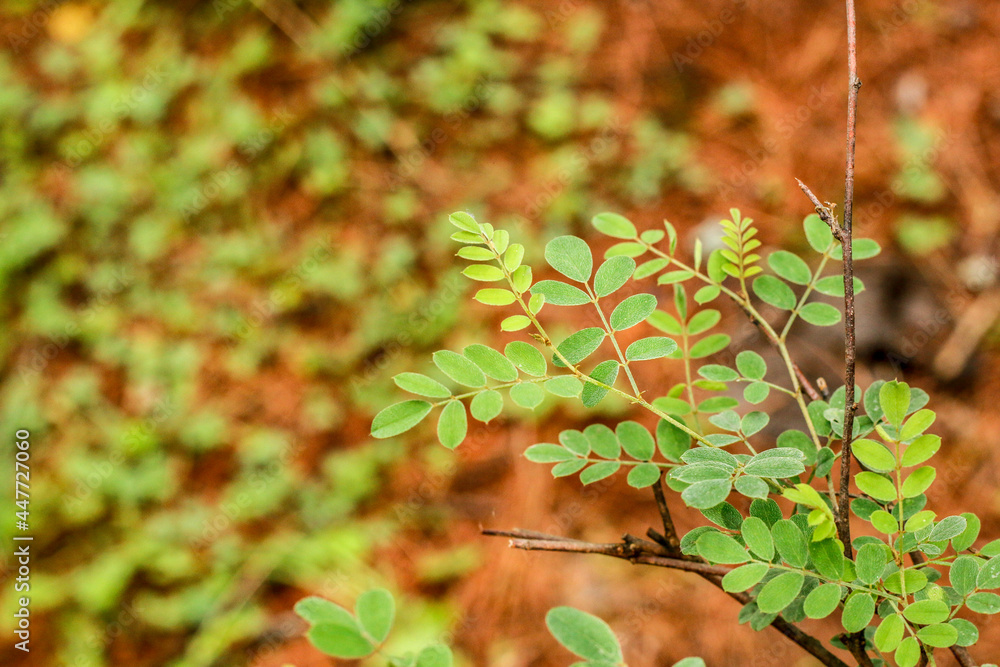 Leaves Closeup Kumrat Valley Beautiful Landscape Mountains View Leaves Closeup Kumrat Valley Beautiful Landscape Mountains View