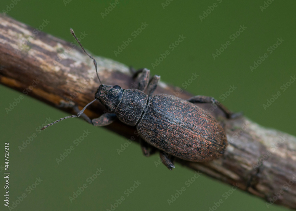 COLEOPTERA – CHRZĄSZCZE COLEOPTERA – CHRZĄSZCZE