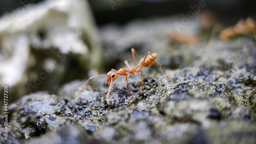 ants on a tree © Anil Katameri