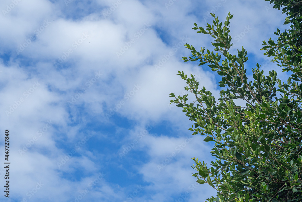 The green foliage of trees against blue sky and clouds. Spring or summer day. Space for text The green foliage of trees against blue sky and clouds. Spring or summer day. Space for text