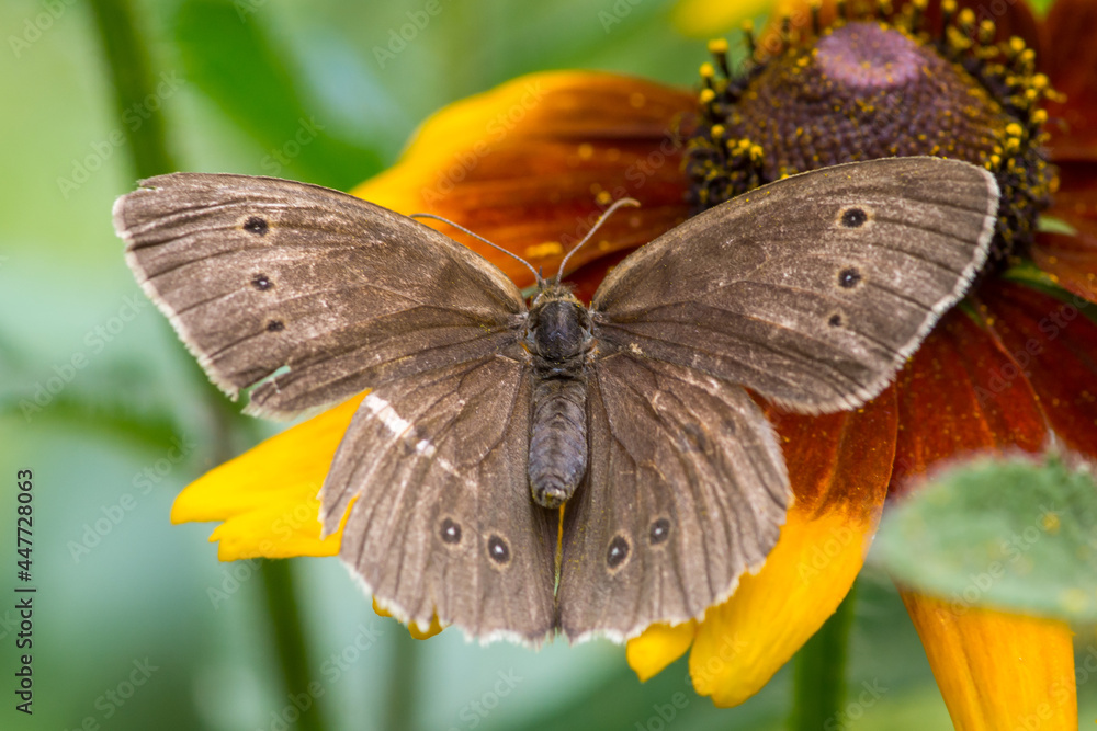 Obraz premium Aphantopus hyperantus – Przestrojnik trawnik