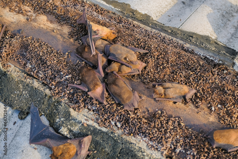 Bats make nests under the cover of the roof rafters of residential houses