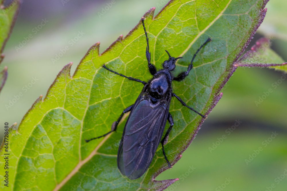 Naklejka premium Owad