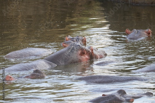 Beautiful Animals Game of Africa – Hippopotamus © Markus S.