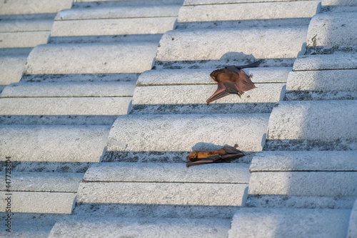 Bats make nests under the cover of the roof rafters of residential houses