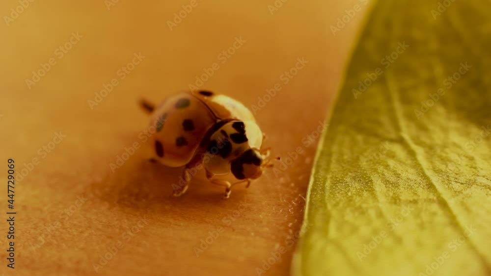 Selective focus, Macro close up photography of Coccinellidae , Tiny