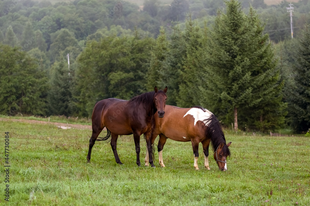 Dwa konie na polanie we mgle	