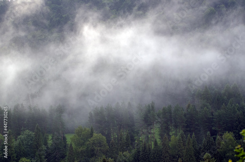 Wierzchołki drzew las we mgle