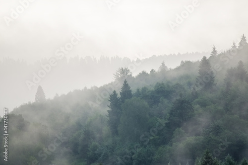 Krajobraz le  ny wierzcho  ki drzew las we mgle panorama 