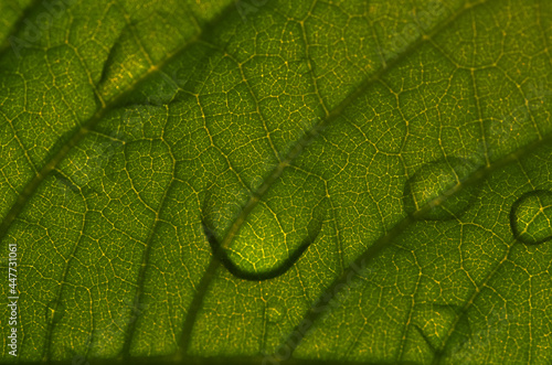 green leaf with drops