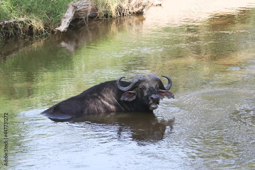 Beautiful Animals Game of Africa     Buffalos  