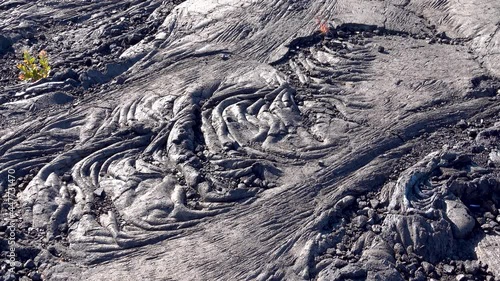 There are some vigorous plants on the black lava geology. View of Volcanoes National Park, Lcated on the Big Island of Hawaii, USA. June 2019. photo