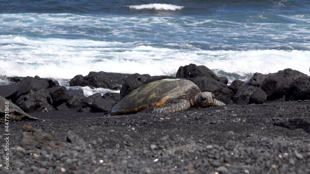 The sea turtle is resting or sleeping on the beach. View of the black sand beach on the Big Island of Hawaii. USA, June, 2019 The sea turtle is resting or sleeping on the beach. View of the black sand beach on the Big Island of Hawaii. USA, June, 2019